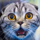 cat of shock
