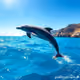 dolphin