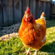 chicken