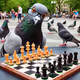 Chess Grandmaster