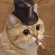 BBcat