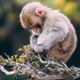 Blast Monkeys