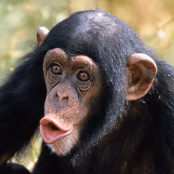 Monos