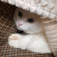Cat under the blanket