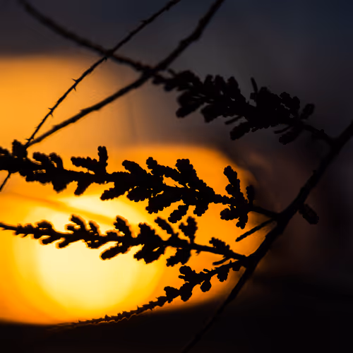 Tales From The South II