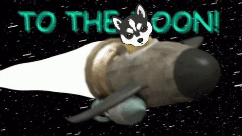 Best Dog On Blast Pomsky