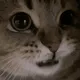 meowmeow