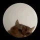 Vibing Cat