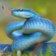 bluesnake