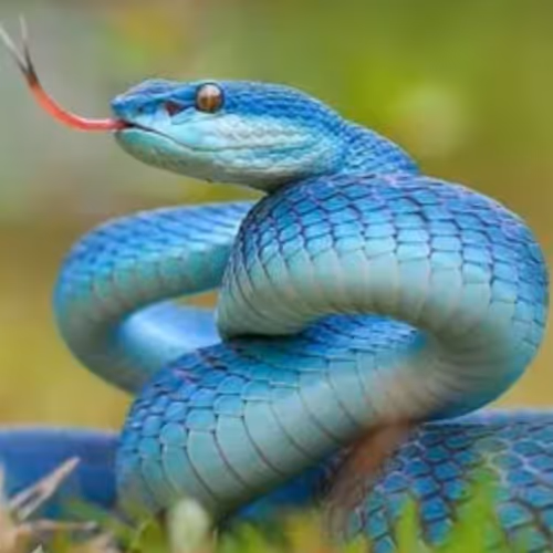 bluesnake