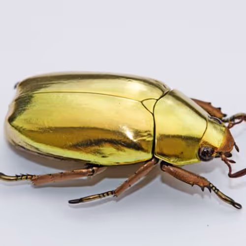 Jewel scarab