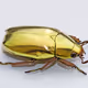 Jewel scarab