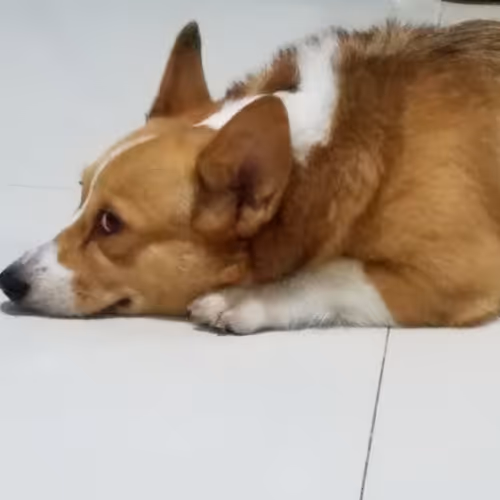 littleU #0