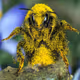 The bee