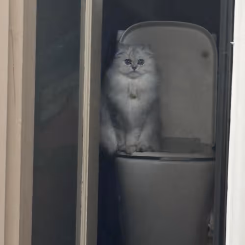 Catwithlazereyes
