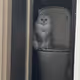 Catwithlazereyes