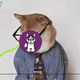 Pomsky Cool Dog