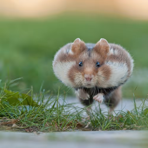 Steroid Hamster on Blast