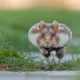 Steroid Hamster on Blast