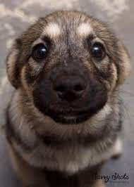 Puppy