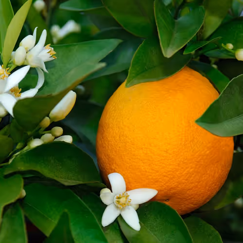 orange