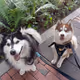 Real  world Pomsky