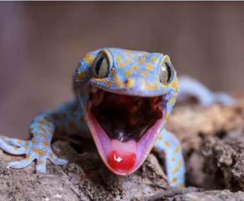 gekk