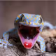 gekk