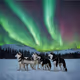 Northern Light Husky