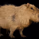 Capybarazoo