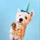 DogsHat