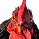 Bantam's Rooster