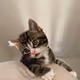 catcalledmouse