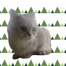 Cat mania 5