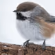Bird Bird