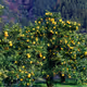 Yuzu Lemon