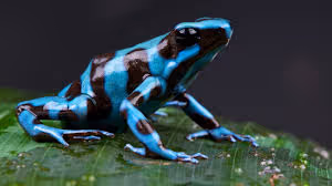 Poison Frogs