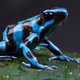 Poison Frogs