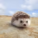 Free hedgehogs