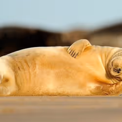 Walrus #91