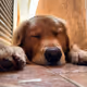 Charlie: The sleeping golden retriever