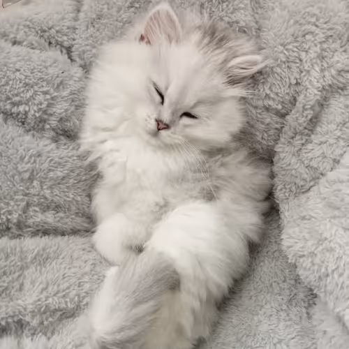 FunnyCat