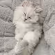 FunnyCat