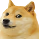 dogee