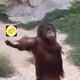 GIB YOU GOLD