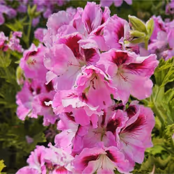 Turkflower #15