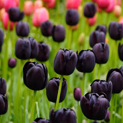 black tulip