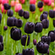 black tulip