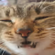 CAT SNEZED