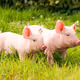 piggy